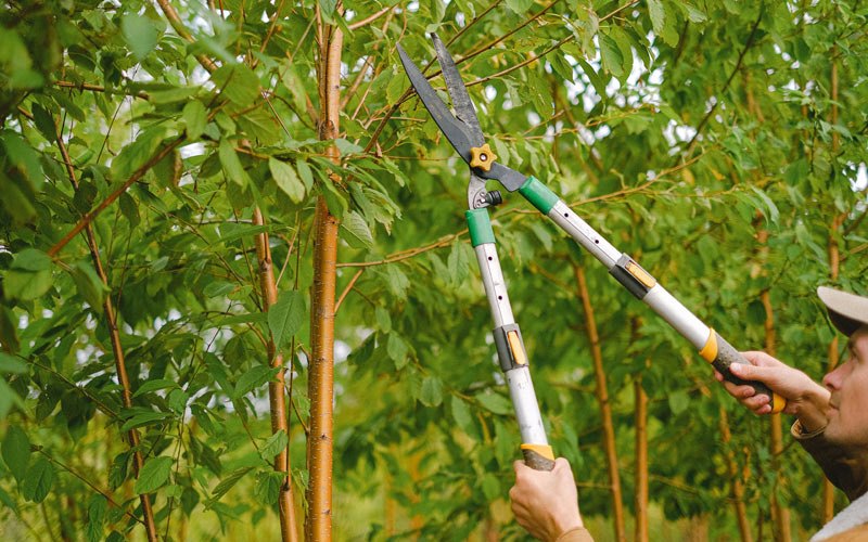 Tree trimming in Roseland, NE